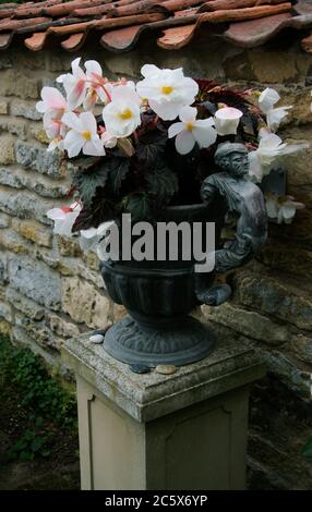 Begonia 'non-stop Joy - Mocca White' dans un vieux plomb urent sur un quai de pierre; fleurs pendant des mois; du début de l'été, bien à l'automne. Il a beau Banque D'Images