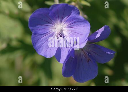 Geranium 'Brookside' Banque D'Images