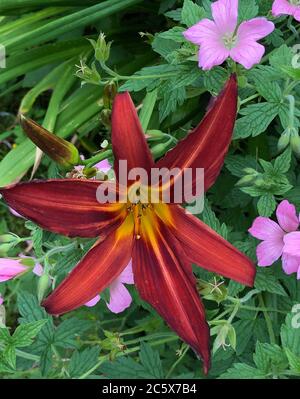 Hémerocallis hybride rouge vif parmi le géranium rose Banque D'Images