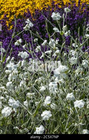 Blanc Rose campion, Lychnis coronaria alba Banque D'Images