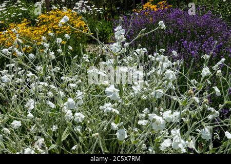 Lychnis coronaria alba Rose blanc campion Banque D'Images