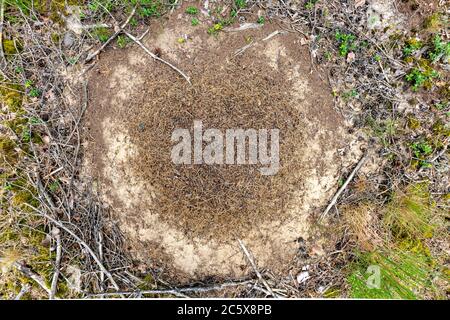 Un petit anthill dans une forêt de conifères. Monticule d'fourmis sur un sol sablonneux. Saison d'été. Banque D'Images