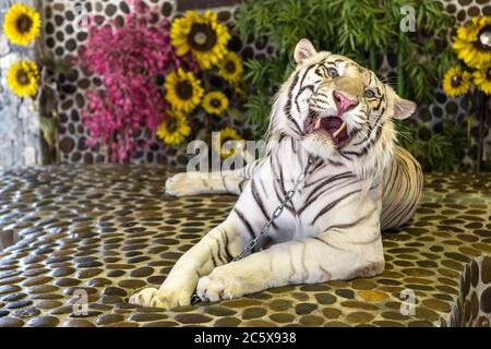 Tigre blanc au zoo de Pattaya, en Thaïlande, en été Banque D'Images