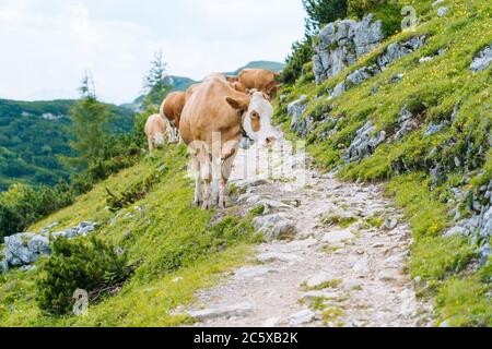 La vache et le veau passent les mois d'été dans un pré alpin dans les Alpes. Beaucoup de vaches sur pâturage. Vaches autrichiennes sur des collines verdoyantes dans les Alpes. Paysage alpin dans ciel nuageux Sunny Day. Vache debout sur la route à travers les Alpes. Banque D'Images