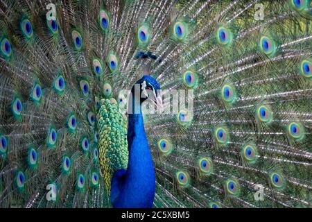 portrait d'un oiseau de paon coloré avec queue évasée Banque D'Images