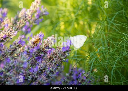 Abeille et papillon blanc sur fleurs de lavande pourpres en été. Herbe verte floue en arrière-plan Banque D'Images