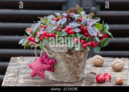 gaultheria procumbens dans le panier comme décoration de jardin d'hiver Banque D'Images