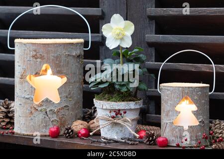 décoration de jardin de noël avec helleborus niger et lanternes en bois Banque D'Images