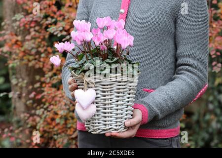 fleur de cyclamen rose dans le panier dans les mains des femmes Banque D'Images