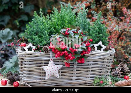 gaultheria procumbens et conifères dans le panier comme décoration de jardin d'hiver Banque D'Images