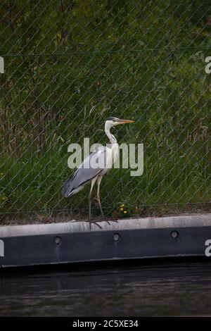 Héron gris, Ardea cinerea, adulte unique perché sur la rive d'un canal urbain. West Midlands. ROYAUME-UNI Banque D'Images