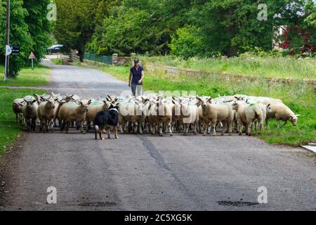 Les moutons sont parqués le long d'un chemin de campagne Banque D'Images