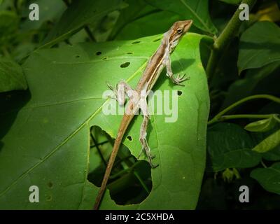 Annolis auratus un lézard commun dans la région de Tumaco - Colombie prenant le soleil le matin. Banque D'Images