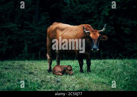 Vaches et veaux paître dans la forêt Banque D'Images