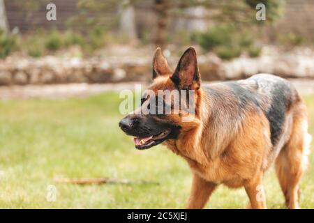 Berger allemand jouant sur l'herbe dans le parc. Portrait d'un chien de race. Banque D'Images