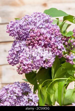 Vue rapprochée de la Syringa vulgaris à lilas commun. Un gros arbuste à feuilles caduques ou un petit arbre qui fleurit au printemps au début de l'été et est entièrement robuste. Banque D'Images