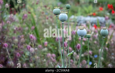 Capsules de graines de pavot en premier plan, dans le jardin historique clos d'Eastcote House Gardens, dans le Borough de Hillingdon, Londres, Royaume-Uni Banque D'Images