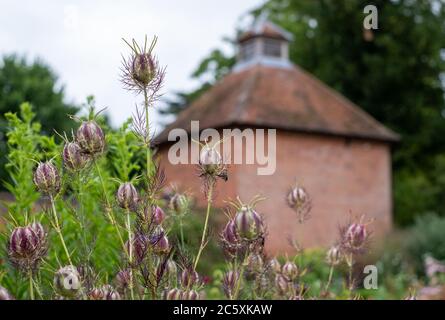 Capsules de graines de Nigella parmi une variété d'autres fleurs dans le jardin historique clos d'Eastcote House Gardens, dans le Borough de Hillingdon, Londres Banque D'Images