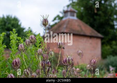 Capsules de graines de Nigella parmi une variété d'autres fleurs dans le jardin historique clos d'Eastcote House Gardens, dans le Borough de Hillingdon, Londres Banque D'Images