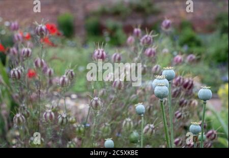 Capsules de graines de Nigella parmi une variété d'autres fleurs dans le jardin historique clos d'Eastcote House Gardens, dans le Borough de Hillingdon, Londres Banque D'Images