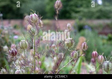 Capsules de graines de Nigella parmi une variété d'autres fleurs dans le jardin historique clos d'Eastcote House Gardens, dans le Borough de Hillingdon, Londres Banque D'Images