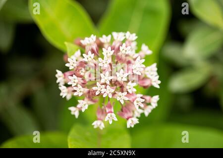 La laitouade commune (Asclepias syriaca) fleurisse dans un jardin d'été. Aussi connu sous le nom de fleur de papillon, de l'herbe à soie, de l'hirondelle soyeuse et de l'herbe à soie de Virginie. Banque D'Images