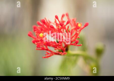 Plante de corail (Jatropha multifida), de la famille des Euphorbiaceae, originaire des Amériques, du Mexique au Brésil. Banque D'Images
