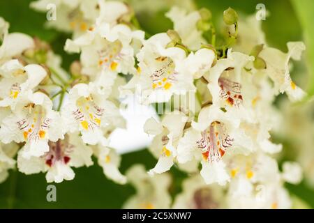 Fleurs sur un arbre de Catalpa bigonioides, également connu sous le nom de catalpa, cigartree et haricot indien, originaire du sud-est des États-Unis. Banque D'Images