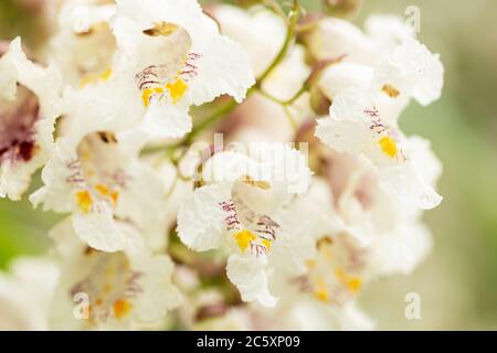 Fleurs sur un arbre de Catalpa bigonioides, également connu sous le nom de catalpa, cigartree et haricot indien, originaire du sud-est des États-Unis. Banque D'Images