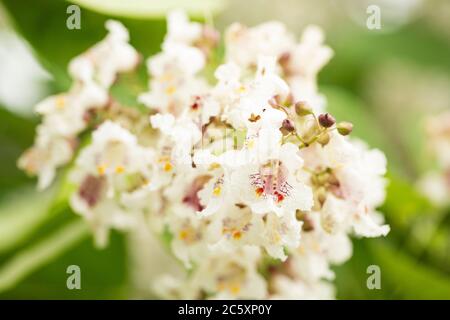 Fleurs sur un arbre de Catalpa bigonioides, également connu sous le nom de catalpa, cigartree et haricot indien, originaire du sud-est des États-Unis.