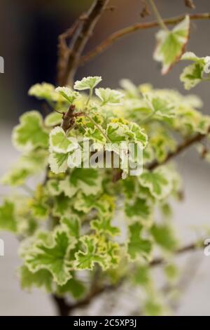 Feuilles de géranium (Pelargonium crispum) au parfum citron variégé de variété dentelle française, famille des Geraniaceae, originaire d'Afrique du Sud. Banque D'Images