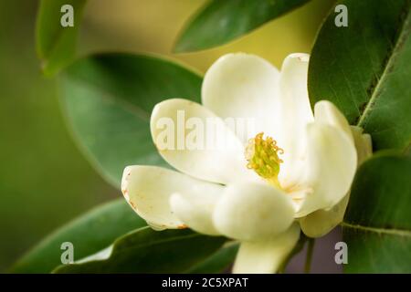 Une fleur de magnolia blanche de sweetbay (Magnolia virginiana) fleurit en été sur un arbre à Boylston, Massachusetts, États-Unis. Banque D'Images