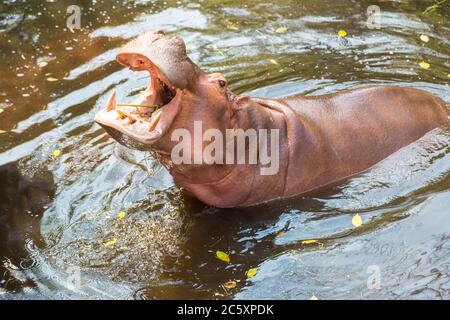 Hippo bouche ouverte et attendant la nourriture des touristes dans le zoo de Chiang Rai, Thaïlande en une journée d'été Banque D'Images