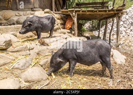 Cochon noir à Sapa, au Laos, au Vietnam, en été Banque D'Images