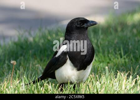 Un oiseau magpie à bec noir ou une hudsonia pica debout dans une zone d'herbe près du parking Banque D'Images