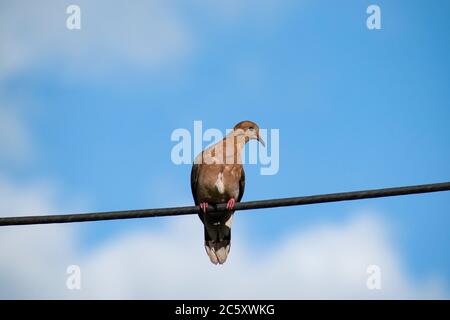 Une crique brune zenaida aurita regardant vers son côté gauche. Oiseau est assis sur un fil noir ou une ligne de puissance avec un fond flou du ciel bleu. Banque D'Images