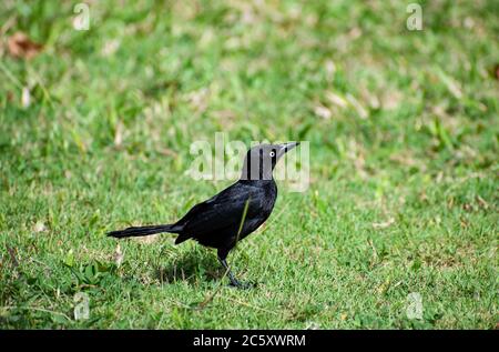 Vue latérale de carib grackle ou quiscalus lugubris oiseau assis sur un pré de l'herbe verte avec vue d'un oeil, bec et queue. Banque D'Images