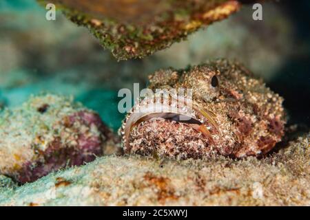 Un scorpionfish sous les rochers à Bonaire, aux pays-Bas. Sebastapistes mauritiana Banque D'Images