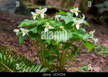 Issaquah, Washington, États-Unis. Fleurs sauvages de Trillium de l'Ouest, également connues sous le nom de Wake Robin ou Western Wake Robin. Banque D'Images