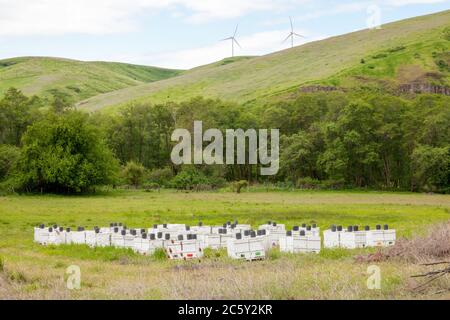 Colonie de ruches avec bocaux d'abeilles au sommet de chaque ruche, dans un champ de fermier avec des éoliennes au sommet d'une colline, près de Pomery, Washington, Etats-Unis. Banque D'Images