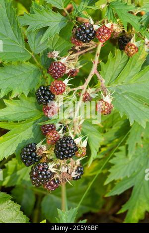 Mûres de mûre d'Evergreen à divers stades de maturité à Issaquah, Washington, États-Unis. Ils sont une plante sauvage, non indigène. Banque D'Images