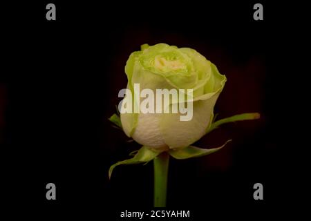 Gros plan d'un bouquet de roses Wasabi, photo en studio, fleurs vertes Banque D'Images