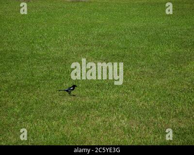 Un magpie eurasienne, également connu sous le nom de magpie commune. Pica pica. Magpie à bec noir assise sur le sol dans la prairie. Banque D'Images