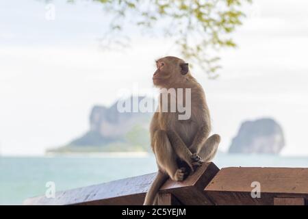 Singes mignons assis sur une clôture en bois en Thaïlande Banque D'Images