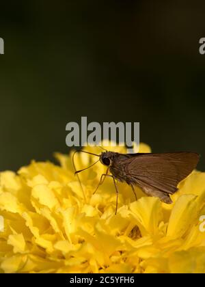 Un beau gros plan de papillon sur une fleur orange marigold. Arrière-plan flou Banque D'Images