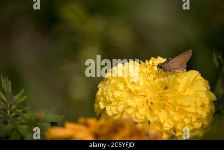 Un beau gros plan de papillon sur une fleur orange marigold dans un jardin avec fond vert Banque D'Images