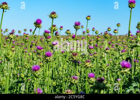 Le chardon fleurit dans le champ. L'agriculteur cultive une plante médicinale. Banque D'Images