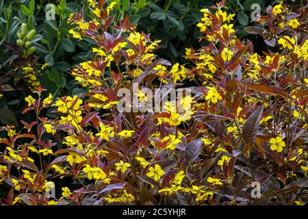 Lysimachia ciliata Firecracker Banque D'Images