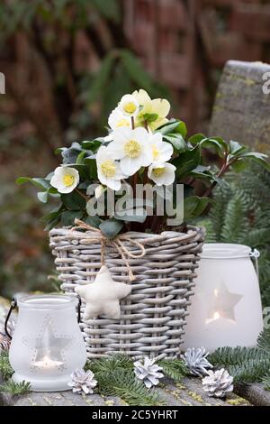 décoration de jardin de noël avec helleborus niger dans panier et lanternes Banque D'Images