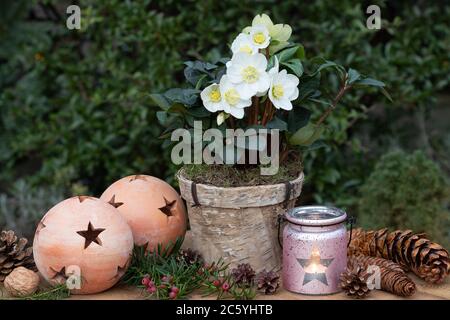 décoration rustique de jardin de noël avec helleborus niger et lanterne Banque D'Images